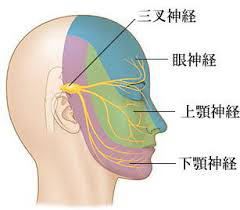 三叉神経と片頭痛