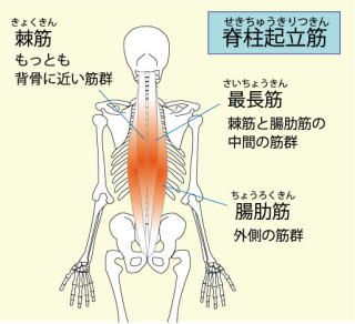 骨と筋肉のはなし｜武蔵小杉・中原区の整体なら肩こり・腰痛・骨盤矯正 