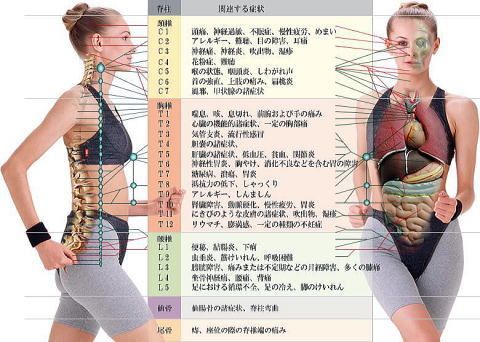 内臓機能と背骨　腰痛の関係
