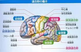 脳内情報のコントロール　連合野