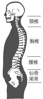 背骨と腰痛